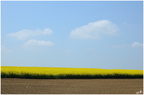 Colza 01
