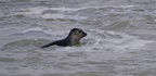 phoque baie de somme