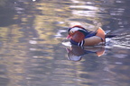 mandarin