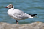 mouette rieuse