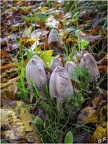 Champignons mignons
